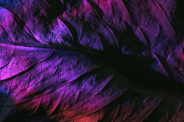 Poster - Close up Beautiful abstraction  leaf texture in purple neon light. Minimalism retro style concept. Background pattern for design. Macro photography view.