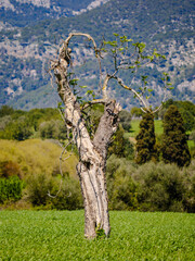 Wall Mural - Landscape Mallorca