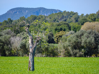 Wall Mural - Landscape Mallorca