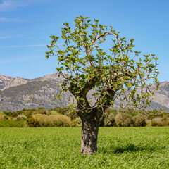 Wall Mural - Landscape Mallorca