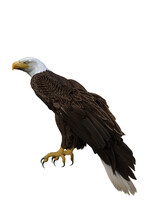 Bald Eagle Perched. 3d Illustration Isolated On White Background.