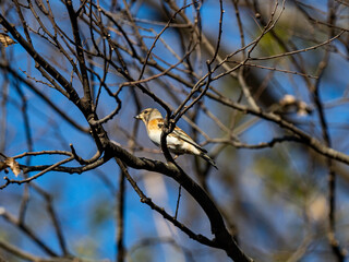 Poster - brambling in a Japanese forest park 9