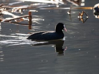 Poster - Eurasian coot swims in Izumi forest pond 3