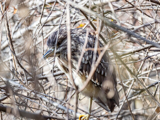 Poster - Juvenile black crowned night heron in brush 5