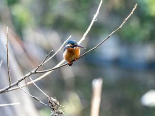 Poster - colorful common kingfisher in Izumi no Mori park 3