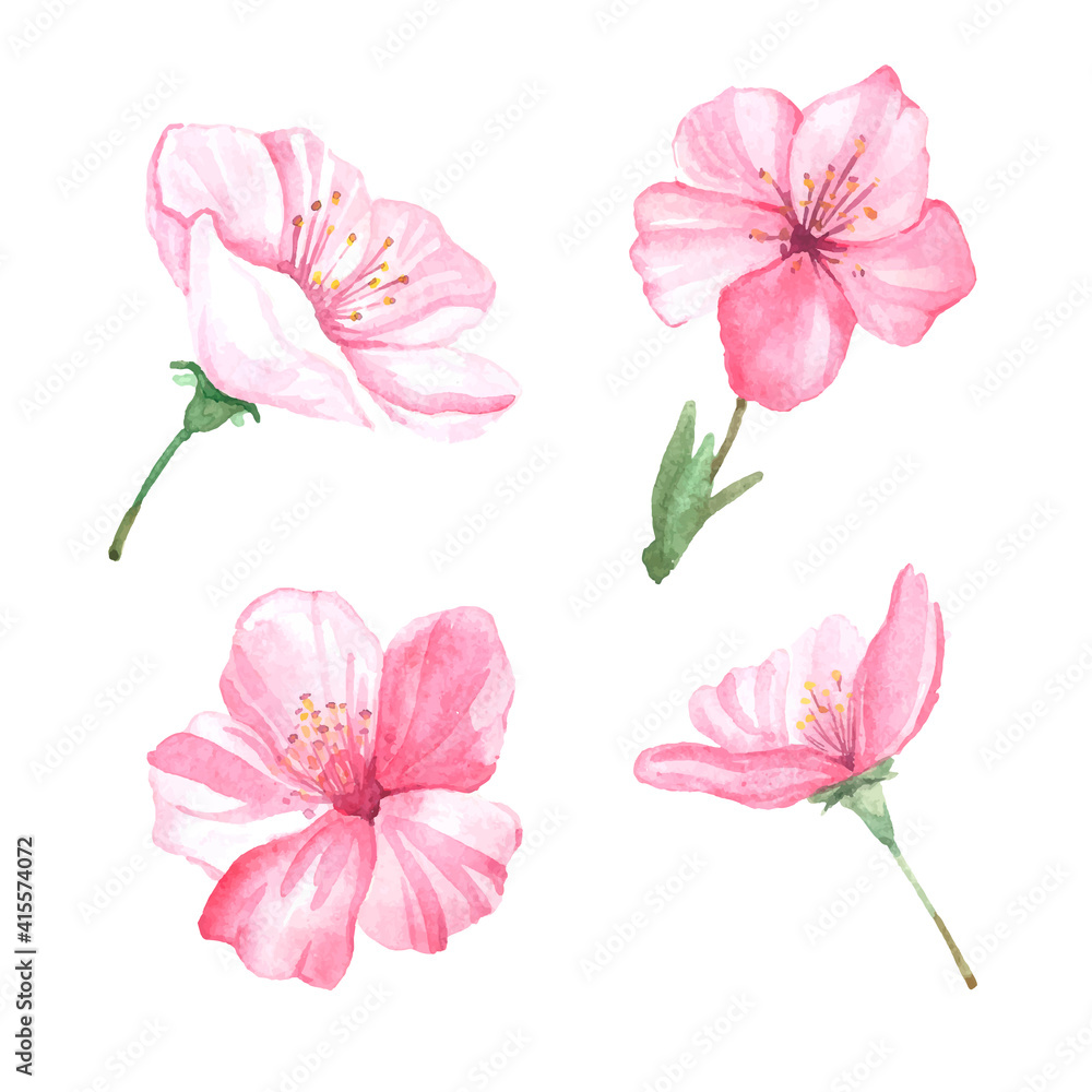 Watercolor sakura with flowers and leaves on a white background. Stock ...