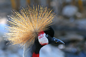 Poster - Closeup shot of Eastern crowned crane in the zoo