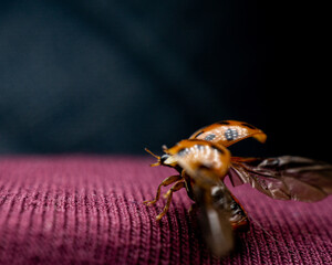 Beautiful macro of a ladybug with spread wings sitting on a purple surface on a black background