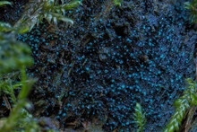 The Dendrostillbella Smaragdina Is An Inedible Mushroom