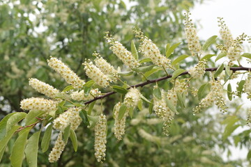 Sticker - Fragrant bird cherry inflorescences bloom on the tree in spring