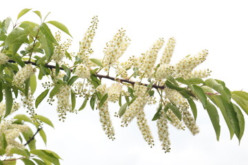 Poster - Fragrant bird cherry inflorescences bloom on the tree in spring