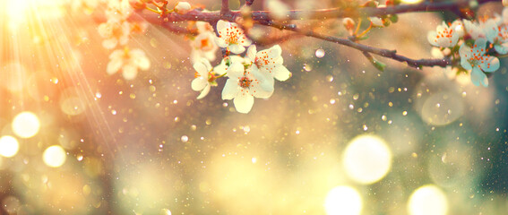 Fotomurales - Spring blossom background. Beautiful nature scene with blooming tree and sun flare. Sunny day. Spring flowers. Beautiful Orchard. Abstract blurred background. Cherry or sakura blossoms. Springtime