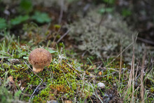 The Lycoperdon Lambinonii Is An Inedible Mushroom