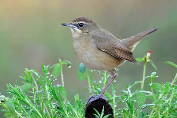 Wall Mural - lovely chubby brown bird perching on weed spot among fresh green leafs with water drops in early morning environment, siberian rubythroat