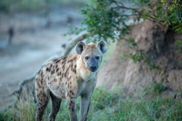 Wall Mural - Spotted hyaena in the early morning winter light. 