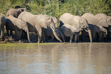 Wall Mural - A herd of elephant drinking water viewed from across the water