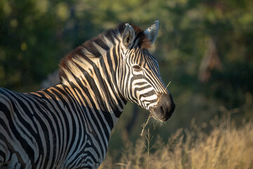 Wall Mural - Zebra in the later morning winter glow.