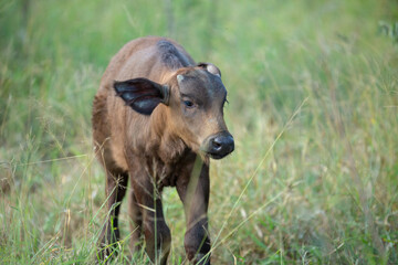 Wall Mural - Buffalo calf in the long grass all alone