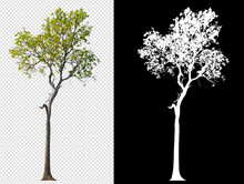 Tree On Transparent Background Picture With Clipping Path