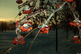 Fototapeta Boho - branches of the ash tree bent under the weight of ice and bunches of berries. Before nightfall