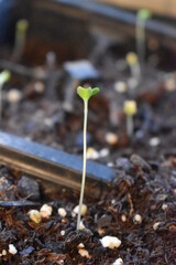 Canvas Print - Plant Sprout