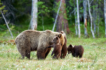 Wall Mural - female brown bear and her cubs