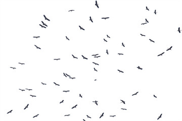 Wall Mural - Flocks of flying birds isolated on white background. Save with clipping path.