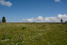 Meadow With Purple Lupine Flowers And  Trees In The High Rhön