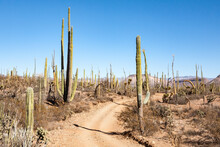 Narrow Dirt Track Between Cardon Cacti In Central Baja California, Mexico