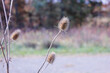 A wild thistle dried out in late summer