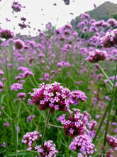The Purple Verbena Flower Field.