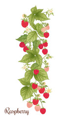 Wall Mural - Raspberry. Ripe berries on branch. Clip art, set of elements for design Graphic drawing, engraving style. Vector illustration..