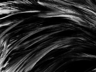 Beautiful abstract black feathers on white background and soft white feather texture on white pattern, dark theme wallpaper, gray feather background, black banners, dark texture