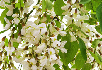 Wall Mural - Blossoming acacia with leaves.