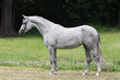 Gray horse stands on natural summer background, profile side view, exterior