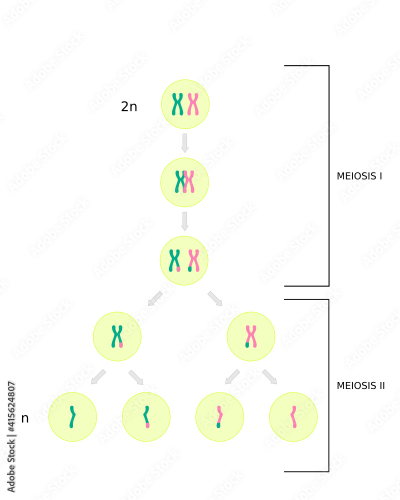 Difficulty Reproducing เวกเตอร์ Stock Diagram of Meiosis, cell division in sexually ...