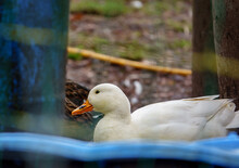 White Duck With Bright Orange Beak Resting In The Yard