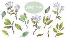  Collection Of Watercolor Seamless Patterns Blooming Magnolia And Birds
