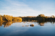 Large Lake Full Of Leaves, Reeds And Pampas In The Natural Park "El Hondo" At Sunset. Elche, Alicante, Spain.
