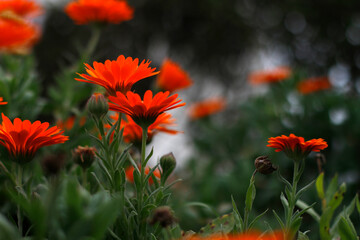 Wall Mural - Orange flowers in an urban park