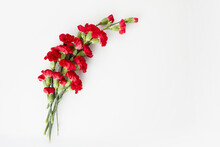 Beautiful Red Carnation Flowers Isolated On White Background
