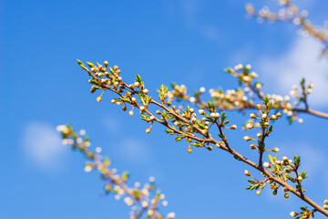 A twig with buds is ready for the spring cherry plum blossom