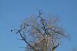 zima, ptaki na drzewie