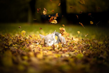 wolf dog puppy saarloos autumn leafs