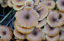 Small Brown Flower Shaped Mushrooms