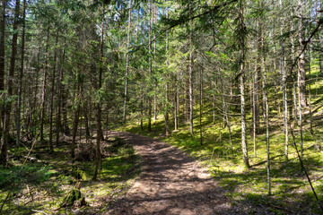 Fototapeta sosna natura białoruś las