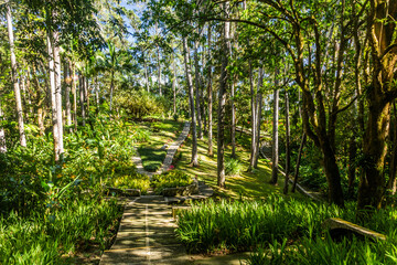 Canvas Print - Botanical gardens at the Pico Isabel de Torres mountain above Puerto Plata, Dominican Republic