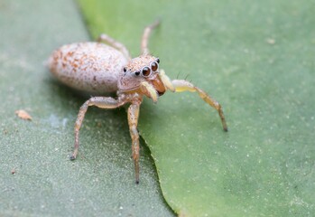 spider on a leaf