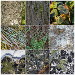 Wall Mural - Set of natural textures. Nature objects close-up: trunks and bark of trees, foliage of plants, surface of stones, grass, moss and lichen, hoarfrost and snow. Backgrounds collection for design.