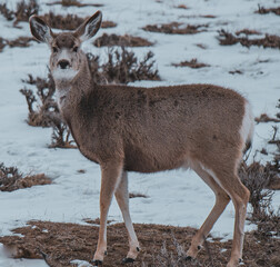 deer in winter